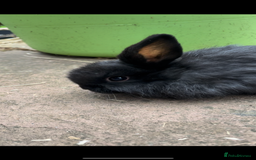 Mini Lop rabbits for sale: 3 Female Mini Lops in Swadlincote - Image 3