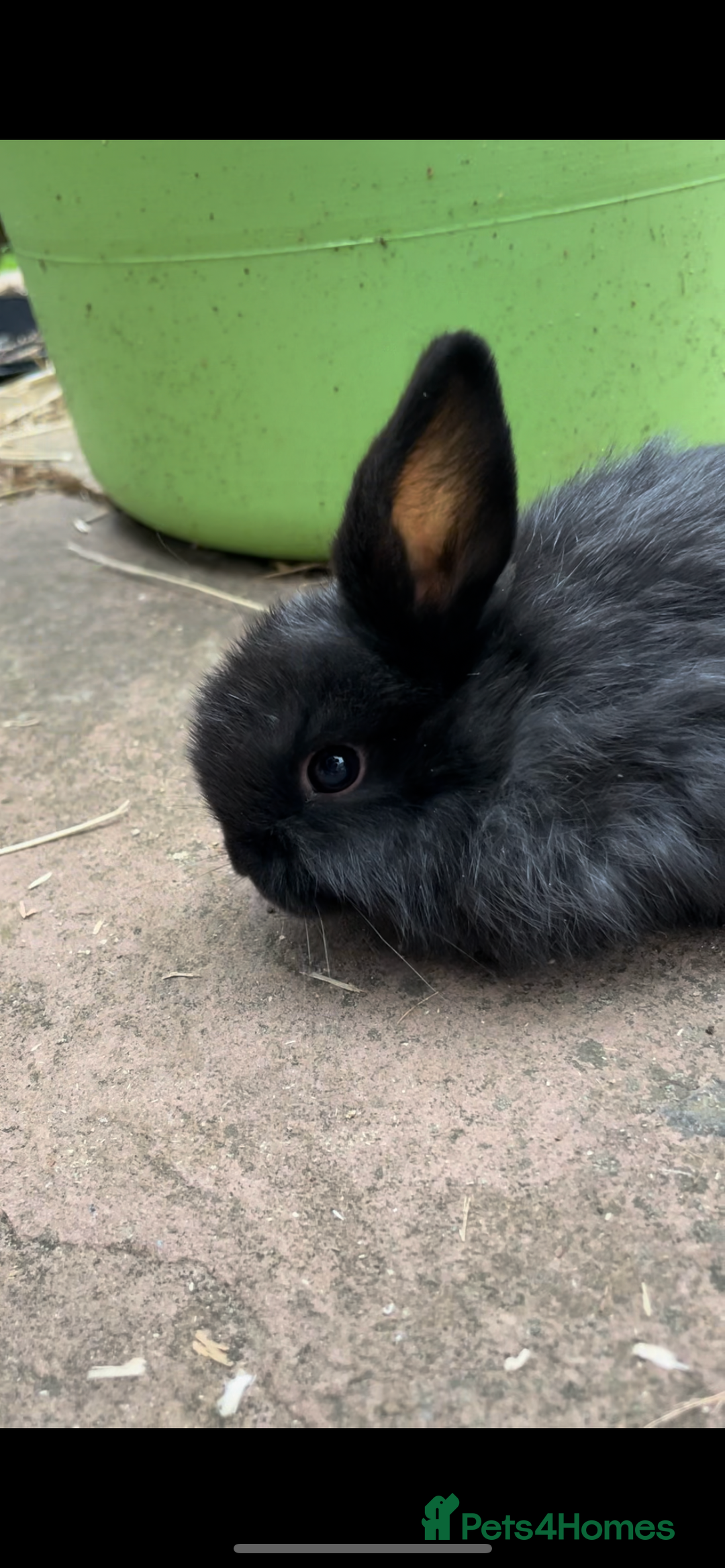 Mini Lop rabbits for sale: 3 Female Mini Lops in Swadlincote - Image 3