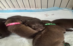 Mixed Breed dogs for sale: Beautiful Family-Raised Sheprador Puppies - Image 16