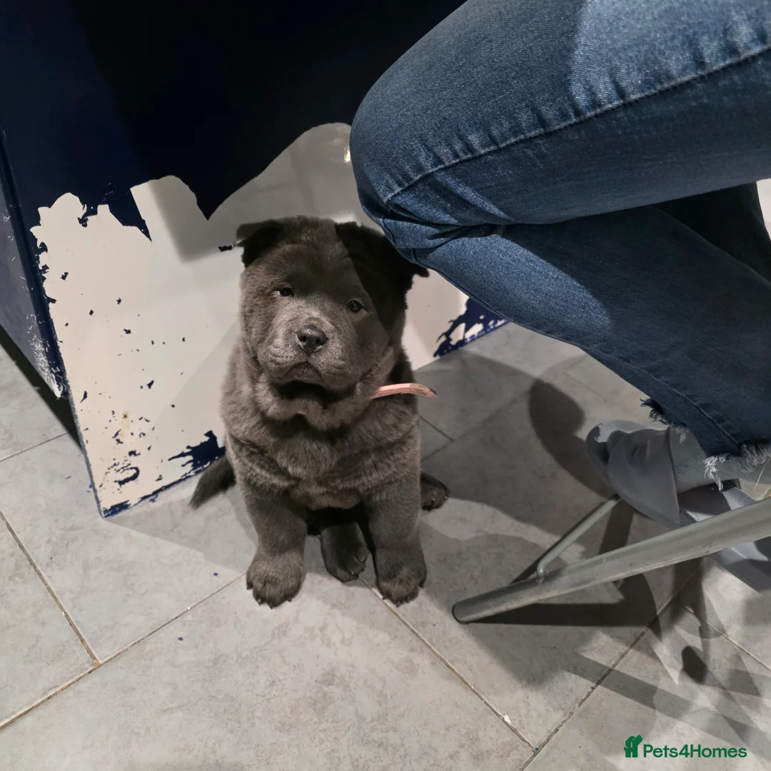 Chow Chow dogs for sale: 1 blue smooth girl left - Advert 4