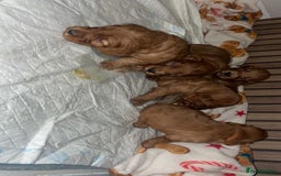 Cockapoo dogs for sale: 5 Stunning fox red Cockapoos (health tested) - Image 6
