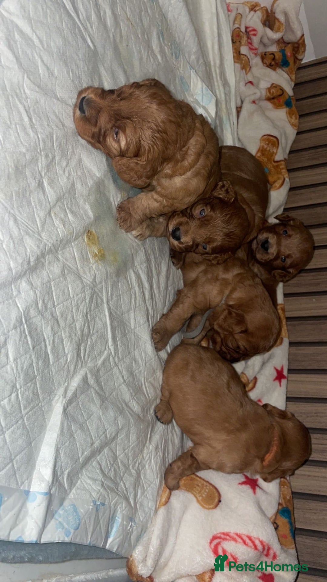 Cockapoo dogs for sale: 5 Stunning fox red Cockapoos (health tested) - Image 6