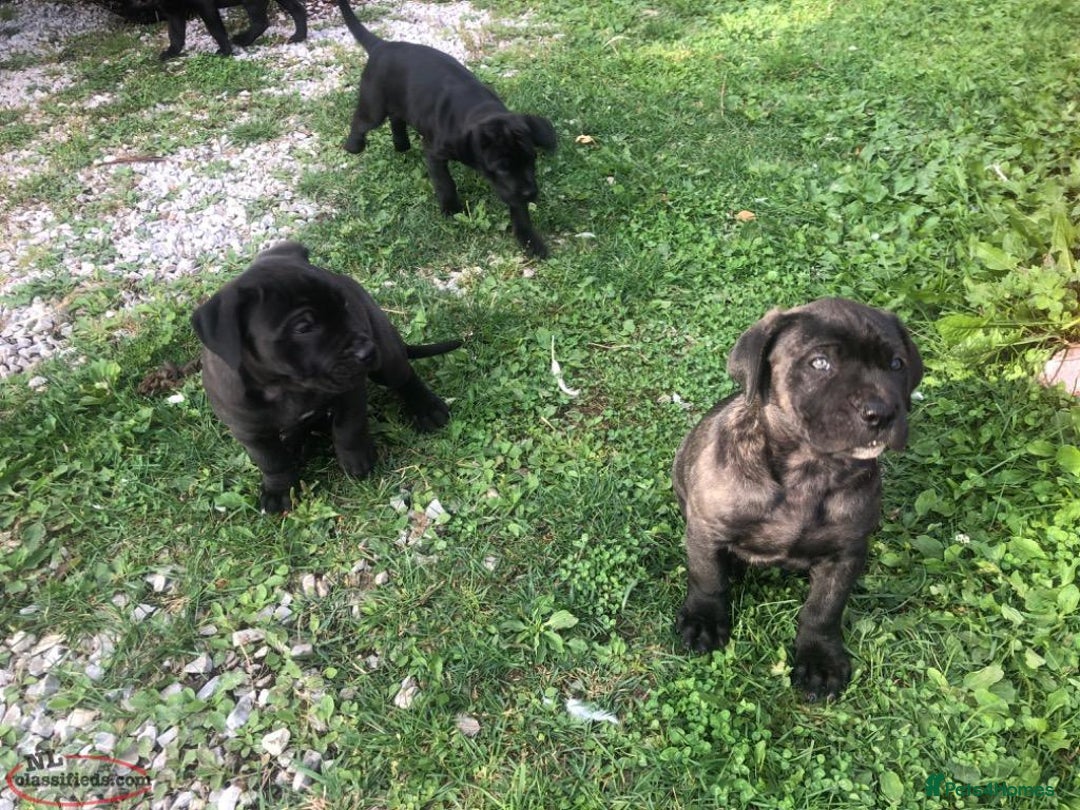 Cane Corso dogs for sale: Pure bred Cane Corso Pupps - Image 3