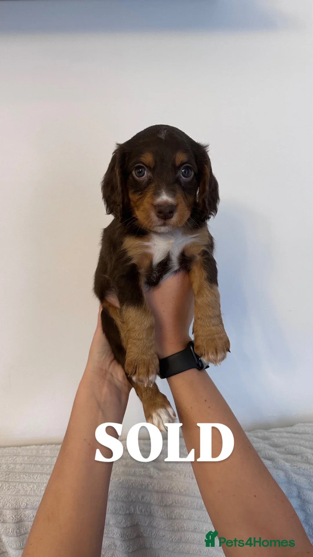 Cocker Spaniel dogs for sale: 7 Beautiful working cocker spaniels. 6 weeks old - Advert 9