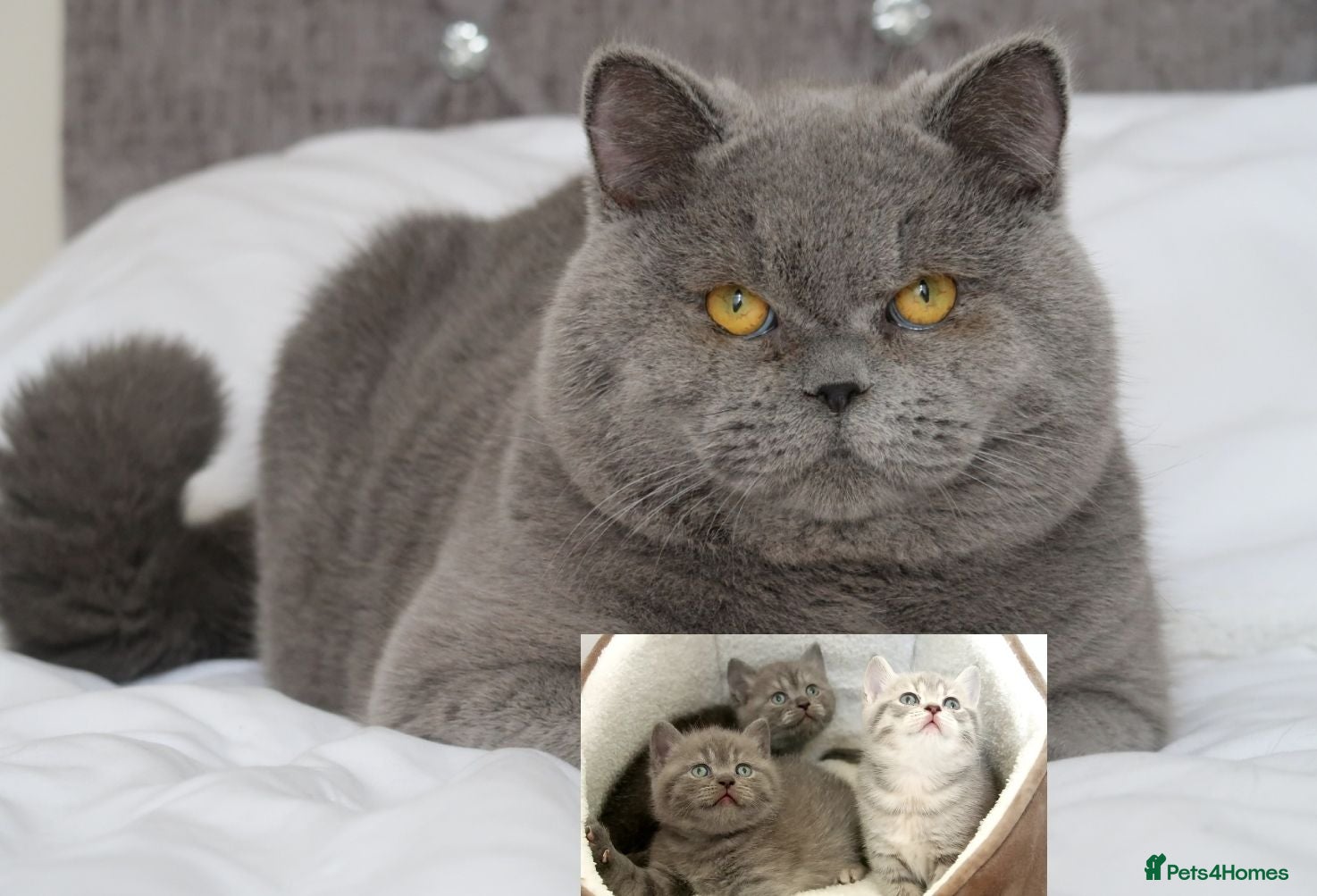 British Shorthair cats OPUS - GCCF & TICA Registered British Shorthair - Advert 2