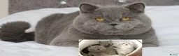 British Shorthair cats for stud: OPUS - GCCF & TICA Registered British Shorthair - Advert 1