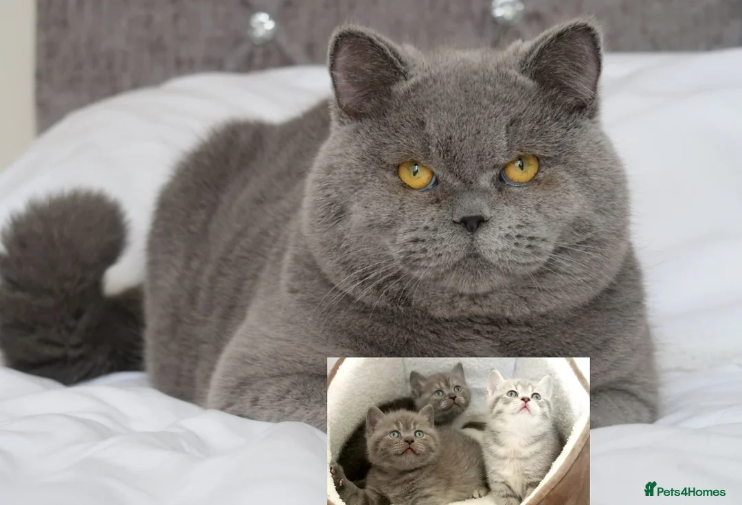 British Shorthair cats for stud: OPUS - GCCF & TICA Registered British Shorthair - Advert 1