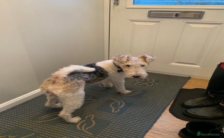 Fox Terrier dogs in Barnsley - Advert 1