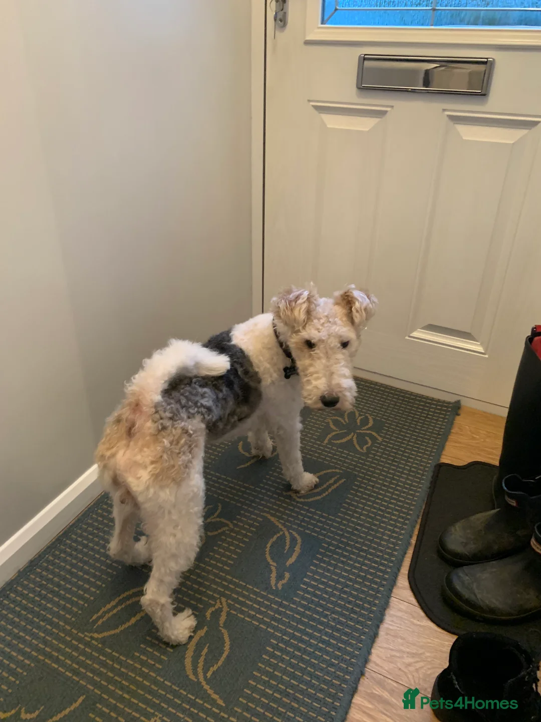 Fox Terrier dogs for stud: Fox terrier for stud in Barnsley - Advert 1