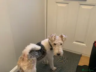 Fox Terrier dogs Fox terrier for stud in Barnsley - Advert 4