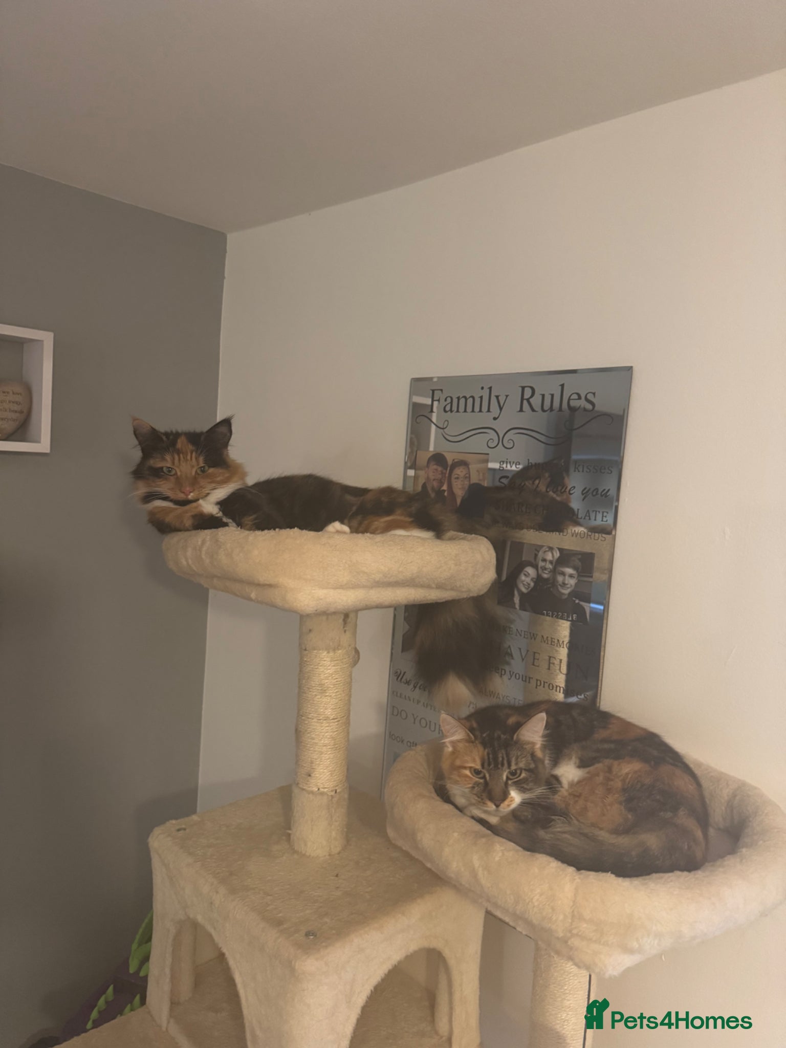 Domestic Shorthair cats for sale: 3 female cats for rehoming  in Stafford - Advert 4