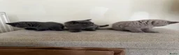 British Shorthair cats for sale: British short hair kittens  in Bradford - Advert 3