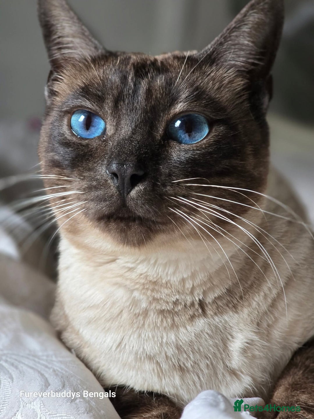 Bengal cats for sale: ❄️ Gorgeous Snow and Charcoal Bengals ❄️  - Advert 4