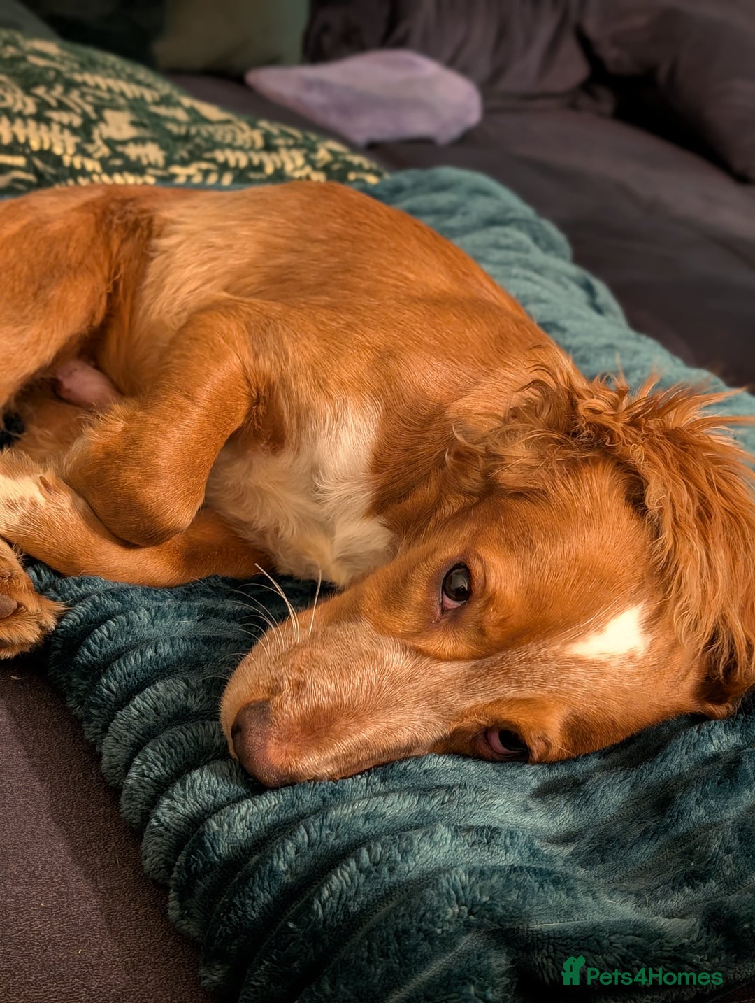 Cocker Spaniel dogs for sale: 1 yr old cocker spaniel for sale  - Image 1