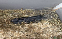Vienna rabbits for sale: baby viennas ready sept in Leighton Buzzard - Image 3