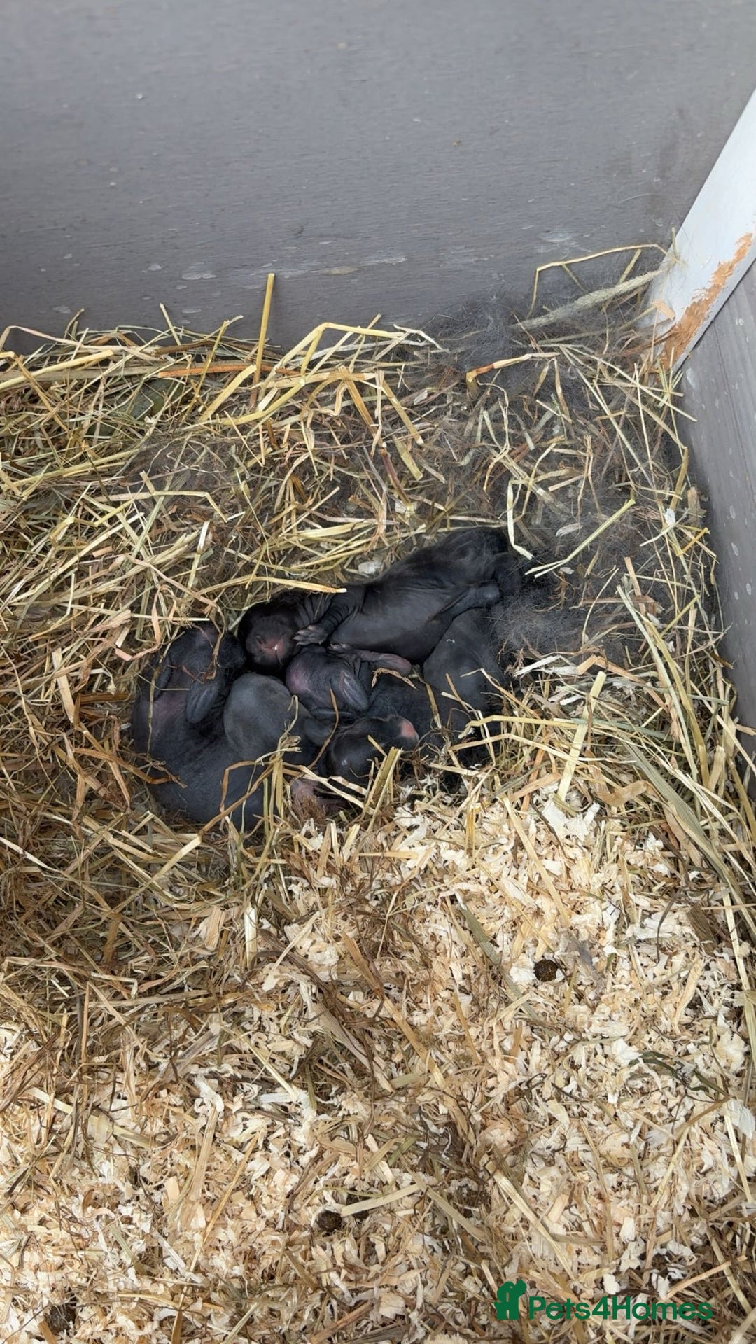 Vienna rabbits for sale: baby viennas ready sept in Leighton Buzzard - Image 3