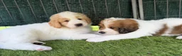 Mixed Breed dogs for sale: Golden Doodle X Pyrenees Puppies Ready next week.  - Advert 13