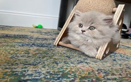 British Longhair cats for sale: Stunning litter of British long hair - Image 6