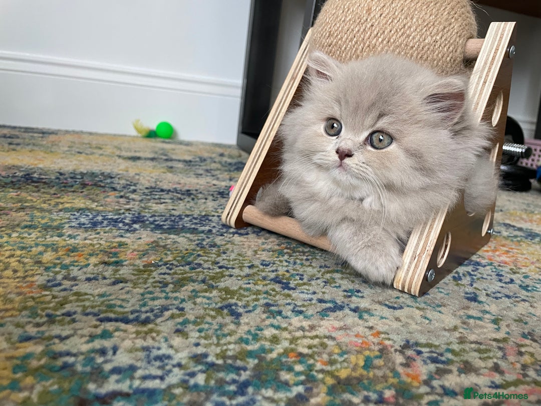 British Longhair cats for sale: Stunning litter of British long hair - Image 6