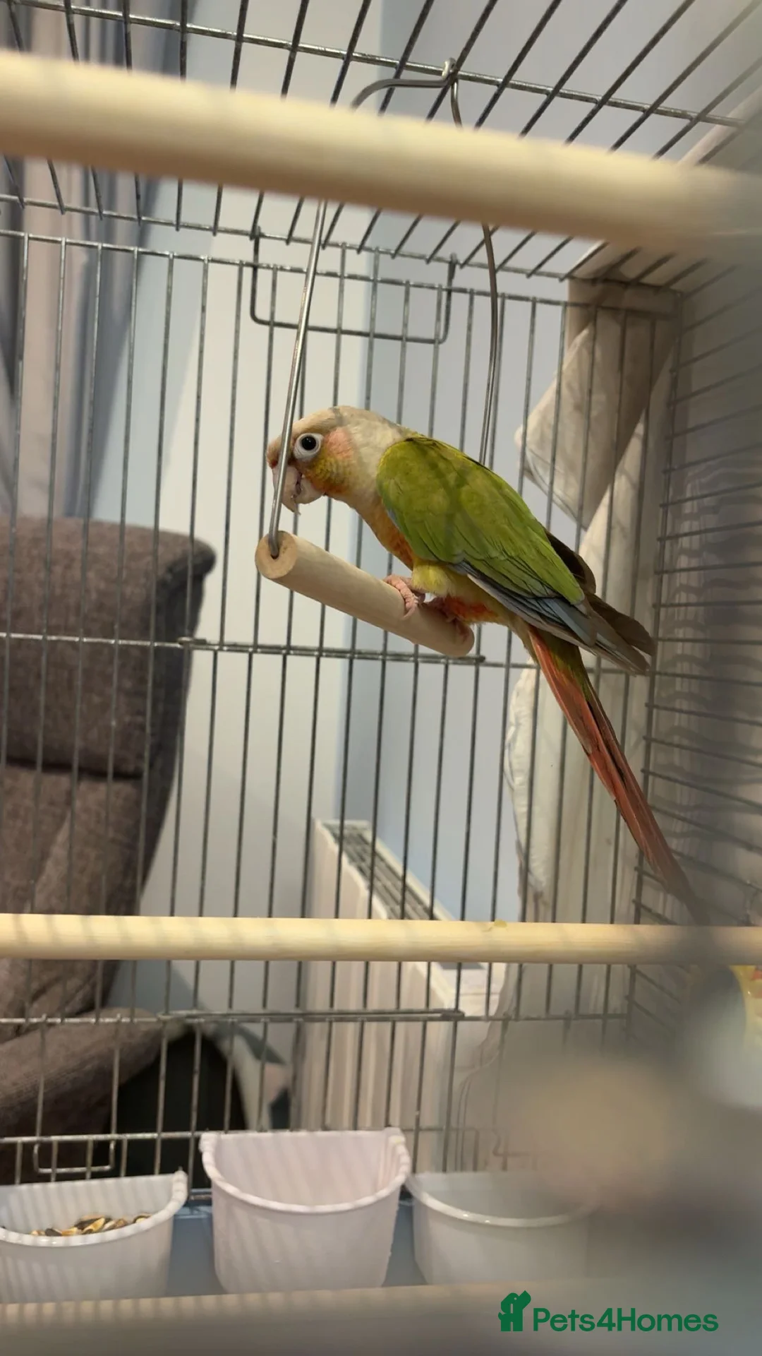 Conures birds for sale: Male pineapple conjure with dna in Wisbech - Advert 1
