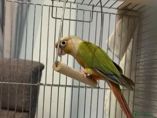 Conures birds Male pineapple conjure with dna in Wisbech - Advert 1