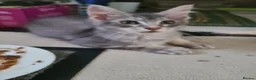 Maine Coon cats for sale: 2 maine coon boys - Advert 8