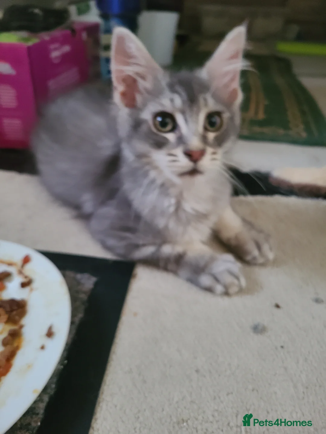 Maine Coon cats for sale: 2 maine coon boys - Advert 8