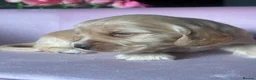 Mixed Breed dogs for sale: RARE MINIGOLDEN RETRIEVERS/DAKOTA SPORT RETRIEVERS - Advert 6