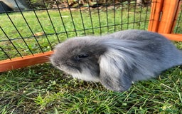 Mini Lop rabbits for sale: Male mini lop babies READY TO LEAVE  - Image 21