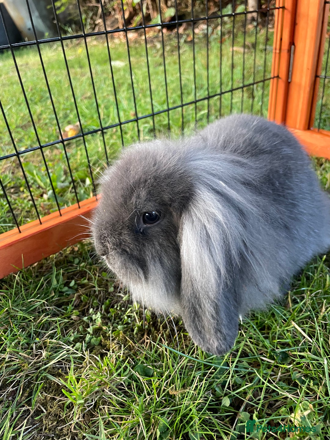 Mini Lop rabbits for sale: Male mini lop babies READY TO LEAVE  - Image 21