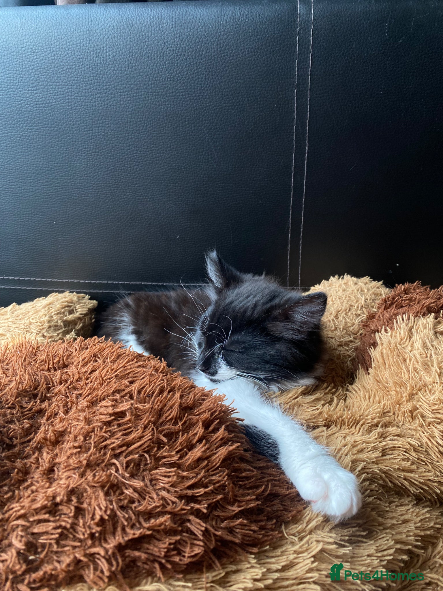 Mixed Breed cats for sale: Tuxedo kittens looking for their forever homes  - Advert 8