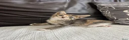Mixed Breed cats for sale: Beautiful Kittens - Advert 27