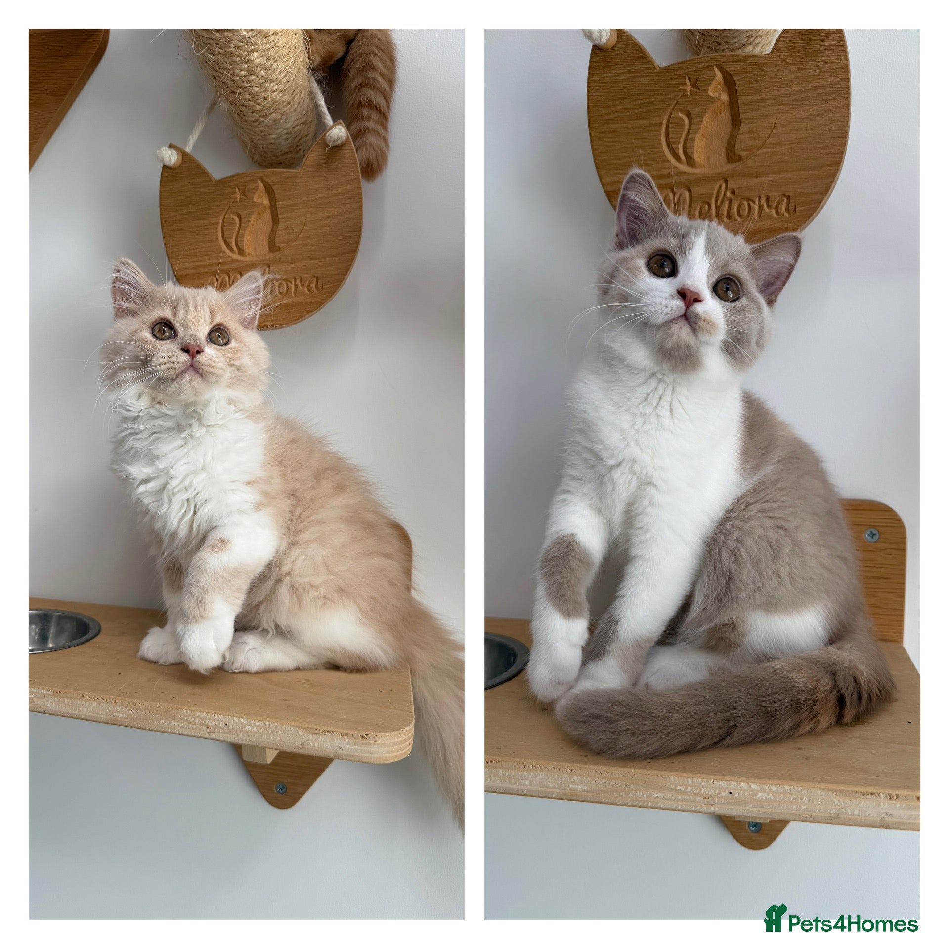 British Shorthair cats Beautiful GCCF Registered British Kittens - Advert 1