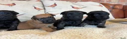 Mixed Breed dogs for sale: Cairn x Patterdale  - Advert 17