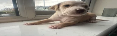 Mixed Breed 1
