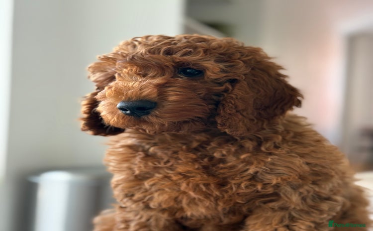 Miniature Poodle dogs - Advert 5