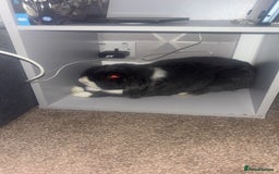 English Lop rabbits for sale: Thumper  - Image 2