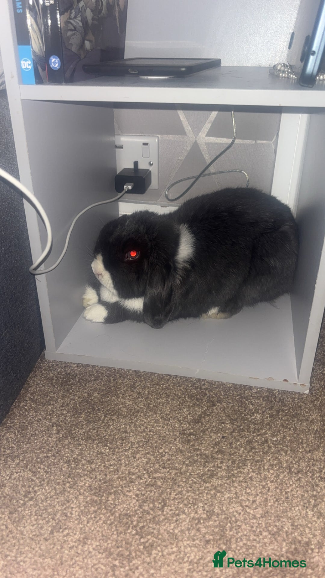 English Lop rabbits for sale: Thumper  - Image 2