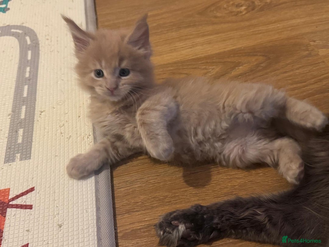 Maine Coon cats for sale: ✨Stunning Maine Coon Kittens Champion Bloodline!✨ - Image 2