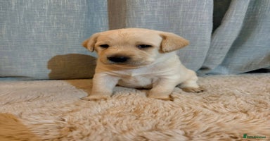 Labrador Retriever dogs - Advert 5