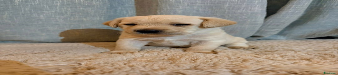 Labrador Retriever Puppy 1