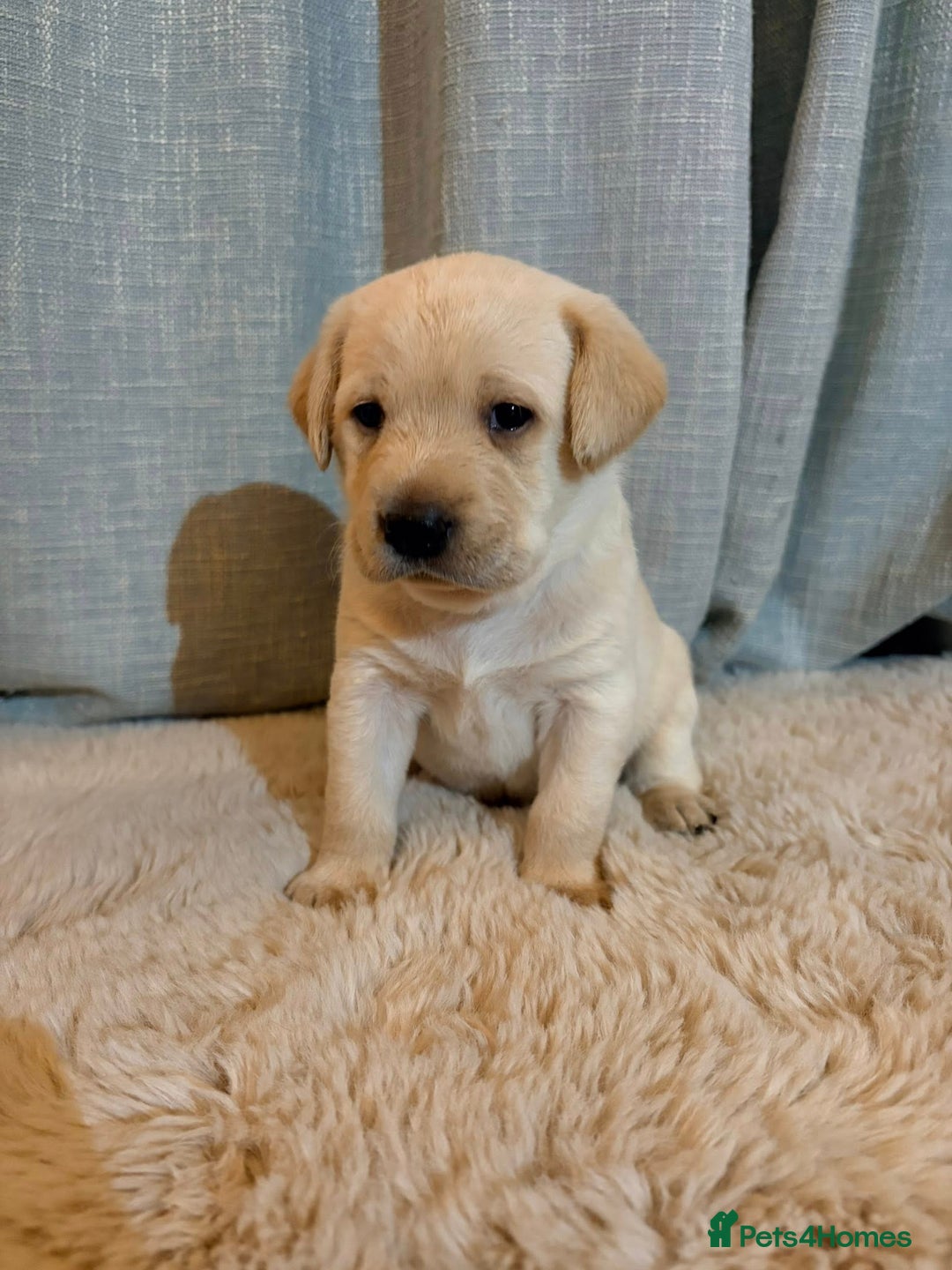 Labrador Retriever dogs for sale: Labrador Puppies - Image 3