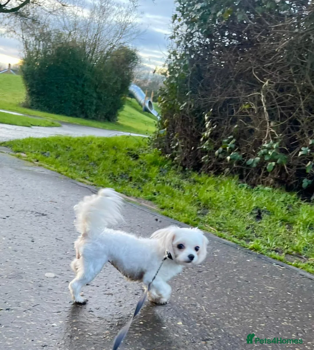 Maltese dogs for sale: Adorable 3.5 years old girl  - Advert 3