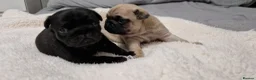 Pug dogs for sale: 2 Adorable pug puppies for sale  - Advert 16