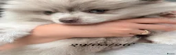 Pomeranian dogs for sale: White, Lilac, Merle Female Pomeranian  - Advert 3