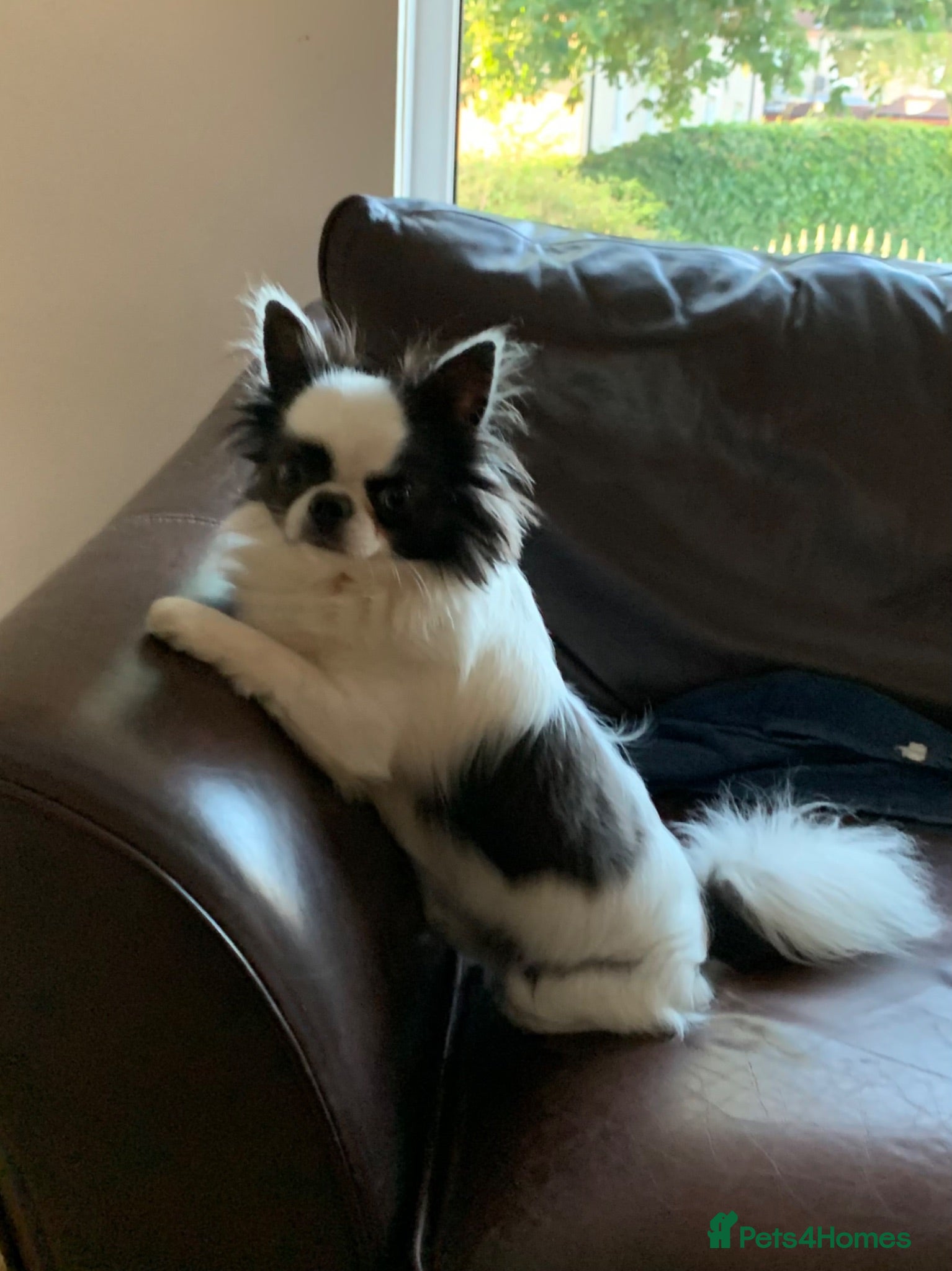 Chihuahua dogs Stud Available- Long Coat Chihuahua, Buster - Advert 2