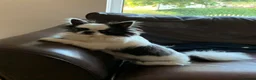 Chihuahua dogs for stud: Stud Available- Long Coat Chihuahua, Buster - Advert 2