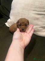 Toy Poodle dogs - Advert 4