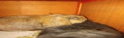 Mini Lion Lop rabbits for sale: Bunnies for urgent home!! - Advert 2