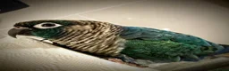 Conures birds for sale: Turquoise Conure - Advert 2